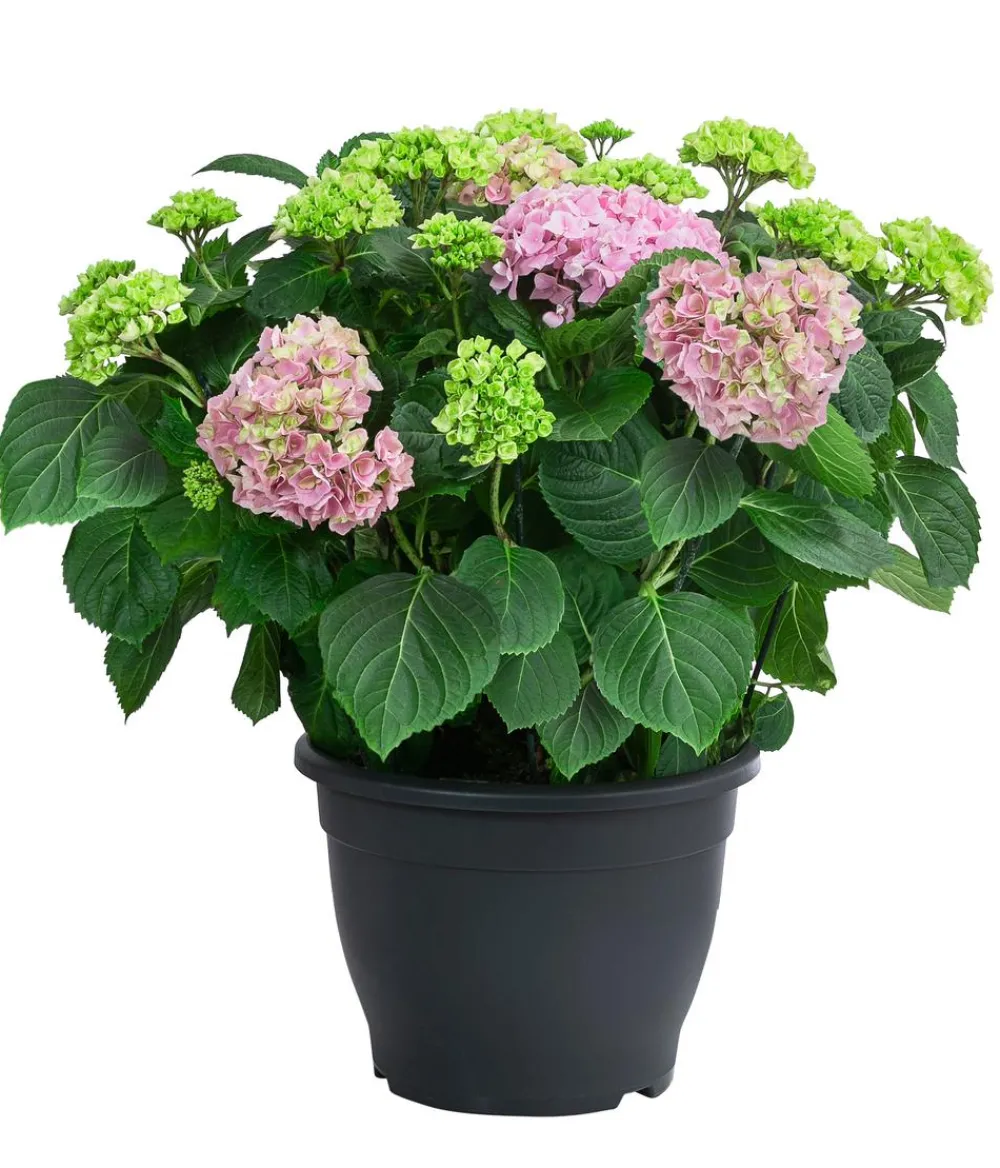 Dehner Laubgehölze|Hortensien > Bauern-Hortensie, ca. 50-60 cm