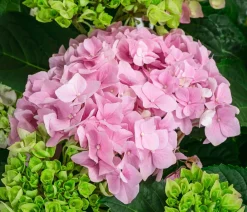 Dehner Laubgehölze|Hortensien > Bauern-Hortensie, ca. 50-60 cm