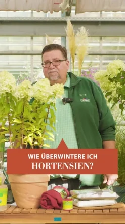 Dehner Bauern-Hortensie, ca. 45-55 cm Blau Clearance