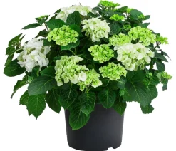 Dehner Bauern-Hortensie, ca. 45-55 cm Weiß Outlet