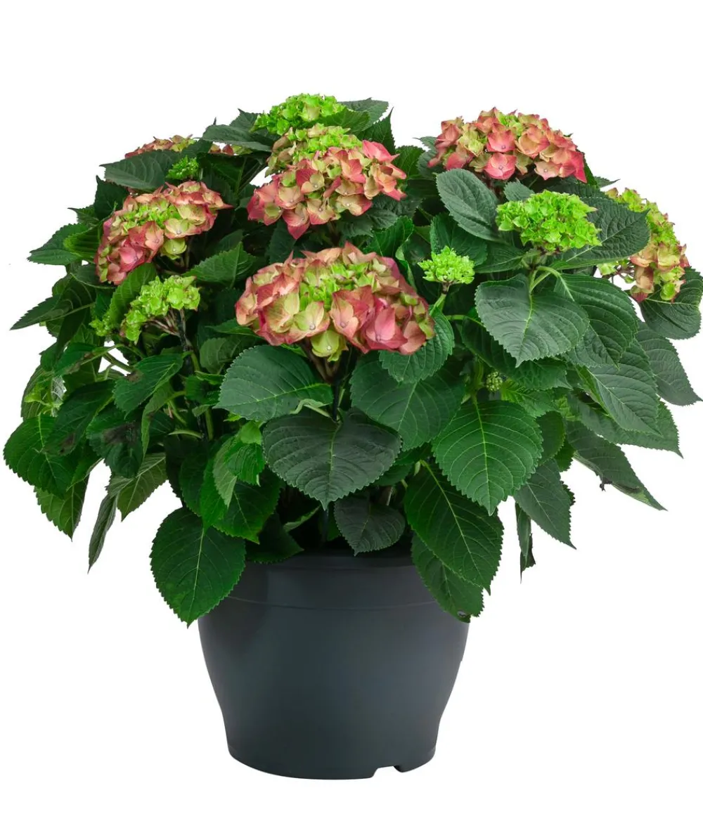 Dehner Bauern-Hortensie, ca. 50-60 cm Rot