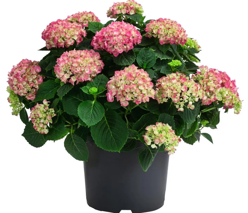 Dehner Hortensien|Blühende Sträucher - Bauern-Hortensie, ca. 45-55 cm Rot