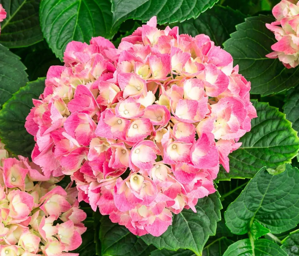 Dehner Hortensien|Blühende Sträucher - Bauern-Hortensie, ca. 45-55 cm Rot