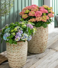 Dehner Laubgehölze|Hortensien - Bauern-Hortensie, ca. 50-60 cm Blau