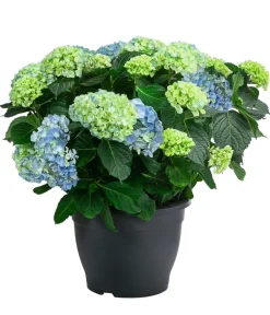 Dehner Laubgehölze|Hortensien - Bauern-Hortensie, ca. 50-60 cm Blau