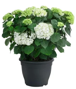 Dehner Laubgehölze|Hortensien - Bauern-Hortensie, ca. 50-60 cm Weiß