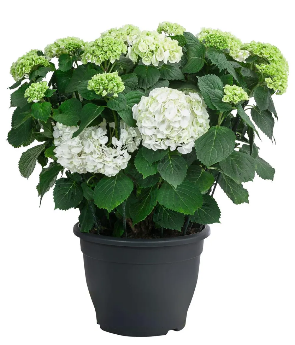 Dehner Laubgehölze|Hortensien - Bauern-Hortensie, ca. 50-60 cm Weiß
