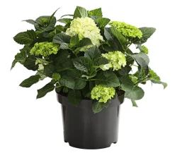 Dehner Winterharte Kübelpflanzen|Terrassenpflanzen > Bauern-Hortensie, ca. 30-40 cm