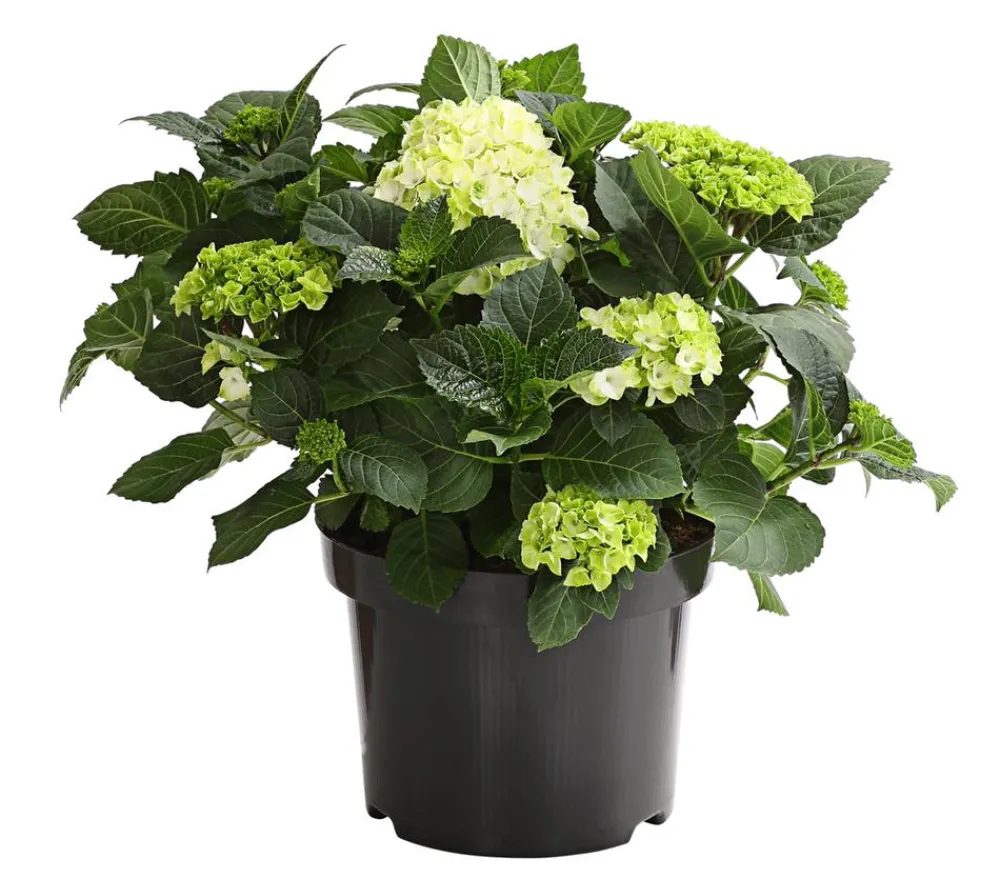 Dehner Winterharte Kübelpflanzen|Terrassenpflanzen > Bauern-Hortensie, ca. 30-40 cm