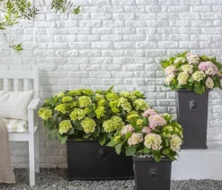 Dehner Winterharte Kübelpflanzen|Terrassenpflanzen > Bauern-Hortensie, ca. 30-40 cm