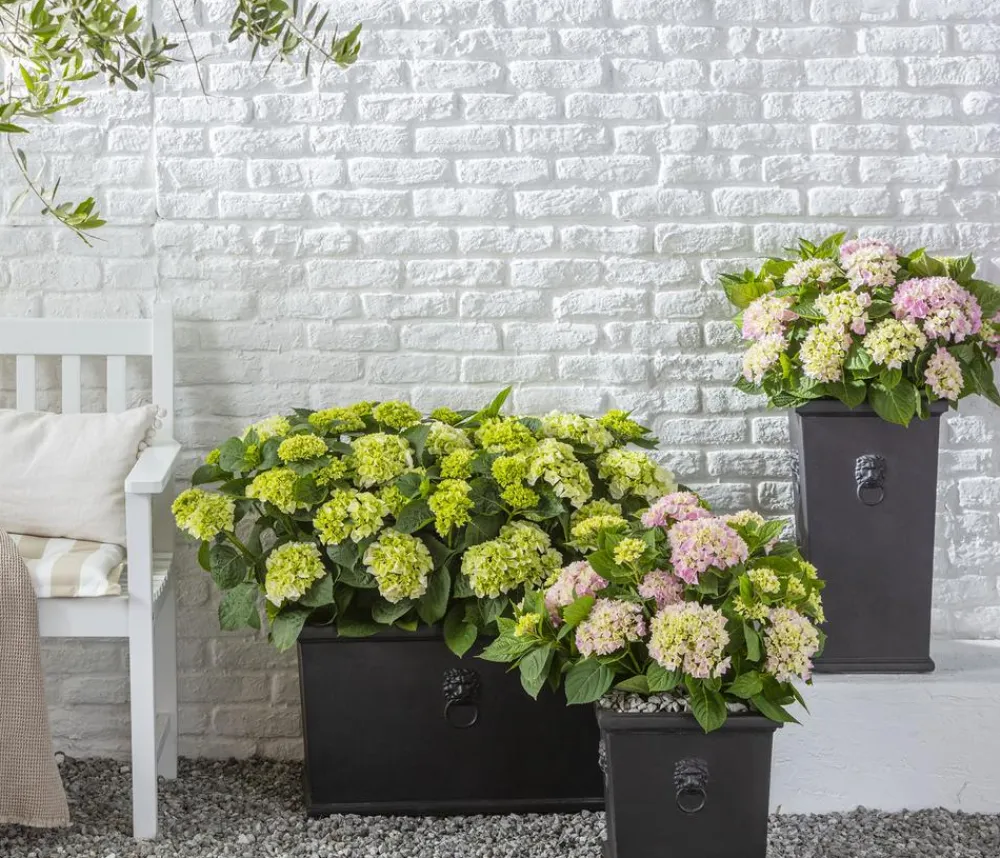 Dehner Winterharte Kübelpflanzen|Terrassenpflanzen > Bauern-Hortensie, ca. 30-40 cm