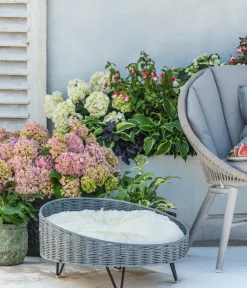 Dehner Winterharte Kübelpflanzen|Terrassenpflanzen > Bauern-Hortensie, ca. 30-40 cm