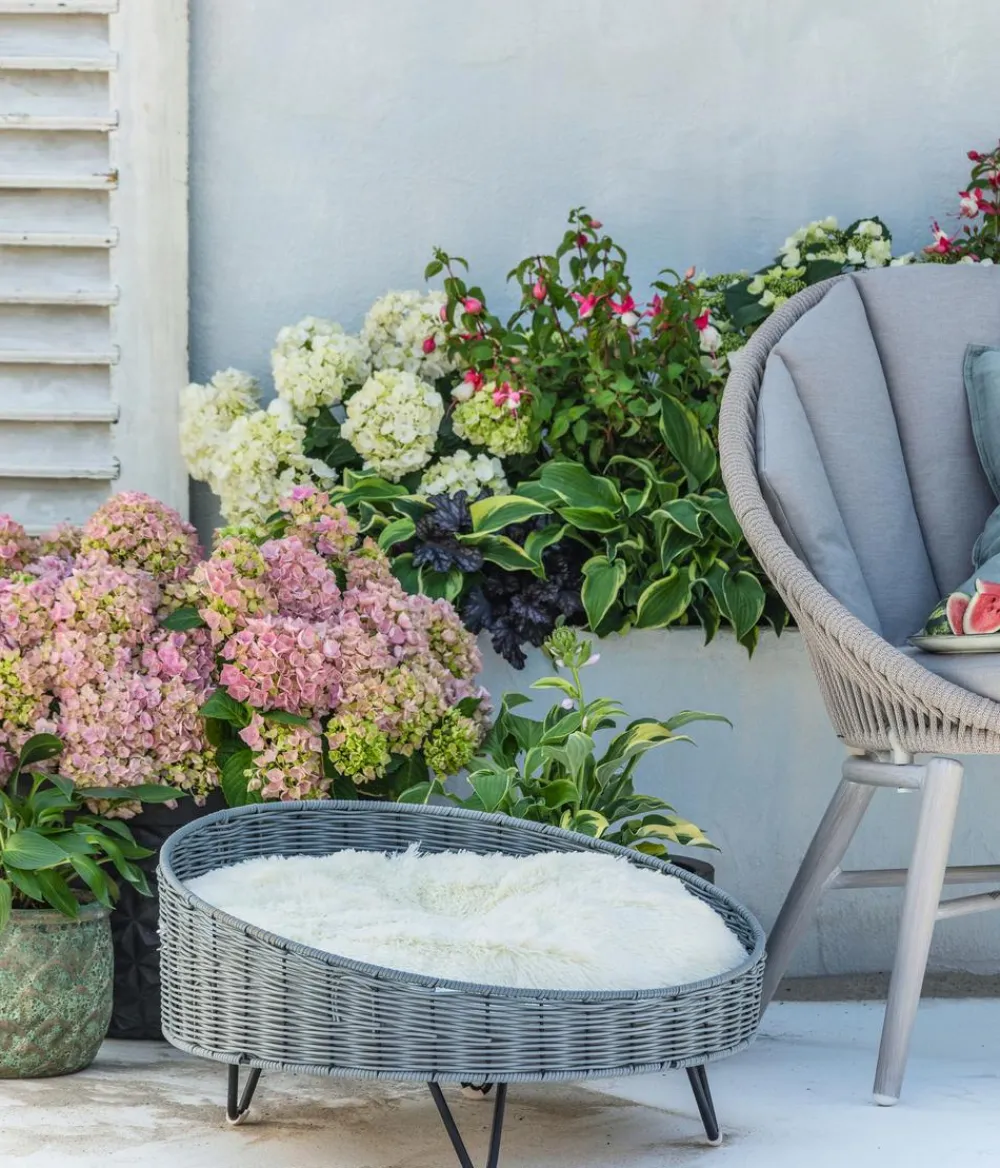 Dehner Winterharte Kübelpflanzen|Terrassenpflanzen > Bauern-Hortensie, ca. 30-40 cm
