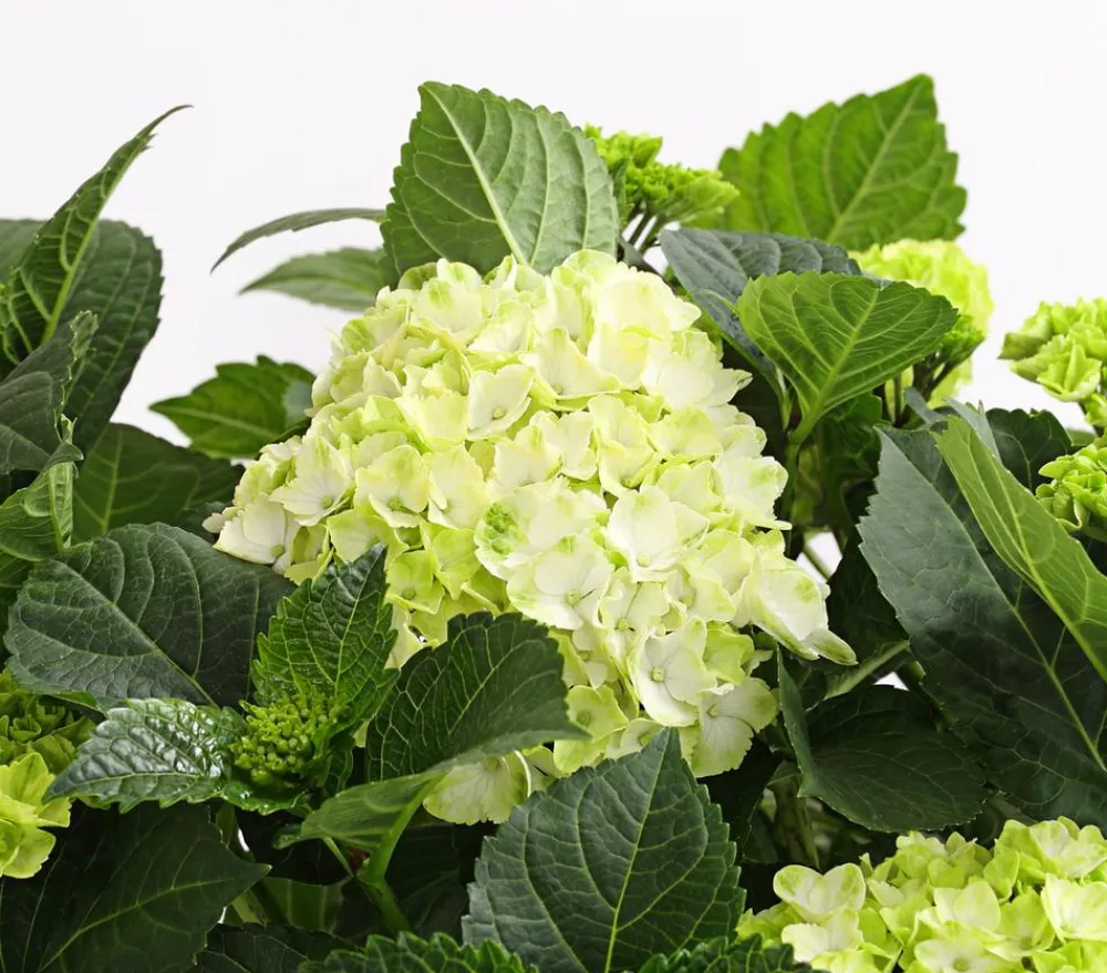 Dehner Winterharte Kübelpflanzen|Terrassenpflanzen > Bauern-Hortensie, ca. 30-40 cm