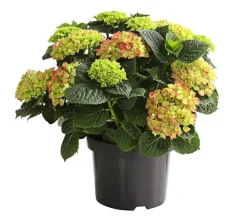 Dehner Winterharte Kübelpflanzen|Terrassenpflanzen > Bauern-Hortensie, ca. 30-40 cm