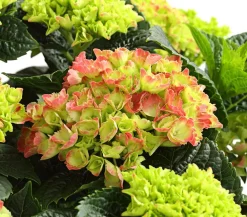 Dehner Winterharte Kübelpflanzen|Terrassenpflanzen > Bauern-Hortensie, ca. 30-40 cm