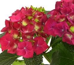 Dehner Winterharte Kübelpflanzen|Terrassenpflanzen > Bauern-Hortensie, ca. 30-40 cm