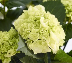 Dehner Winterharte Kübelpflanzen|Hortensien > Bauern-Hortensie, ca. 40-50 cm