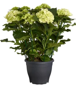 Dehner Winterharte Kübelpflanzen|Hortensien > Bauern-Hortensie, ca. 40-50 cm