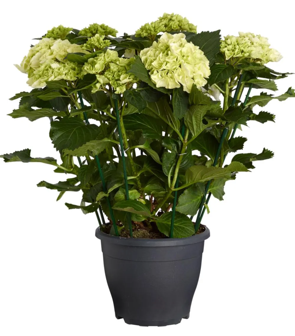 Dehner Winterharte Kübelpflanzen|Hortensien > Bauern-Hortensie, ca. 40-50 cm