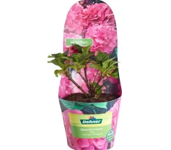 Dehner Winterharte Kübelpflanzen|Terrassenpflanzen > Bauern-Hortensie, ca. 15-25 cm