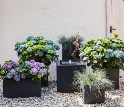 Dehner Winterharte Kübelpflanzen|Terrassenpflanzen > Bauern-Hortensie, ca. 15-25 cm