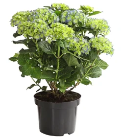 Dehner Bauern-Hortensie, ca. 30-40 cm Blau Online