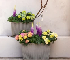 Dehner Bauern-Hortensie, ca. 30-40 cm Blau Online