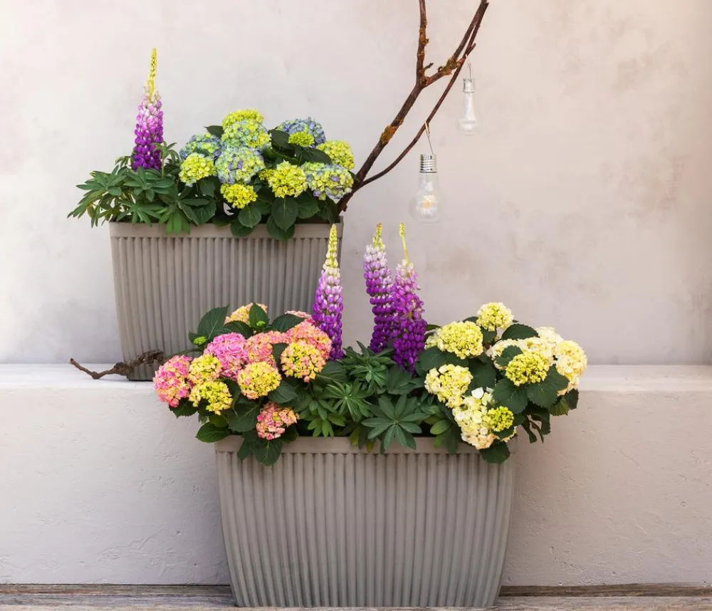 Dehner Bauern-Hortensie, ca. 30-40 cm Blau Online