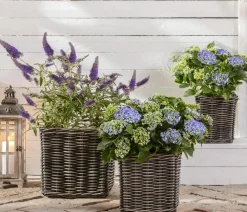 Dehner Bauern-Hortensie, ca. 30-40 cm Blau Online
