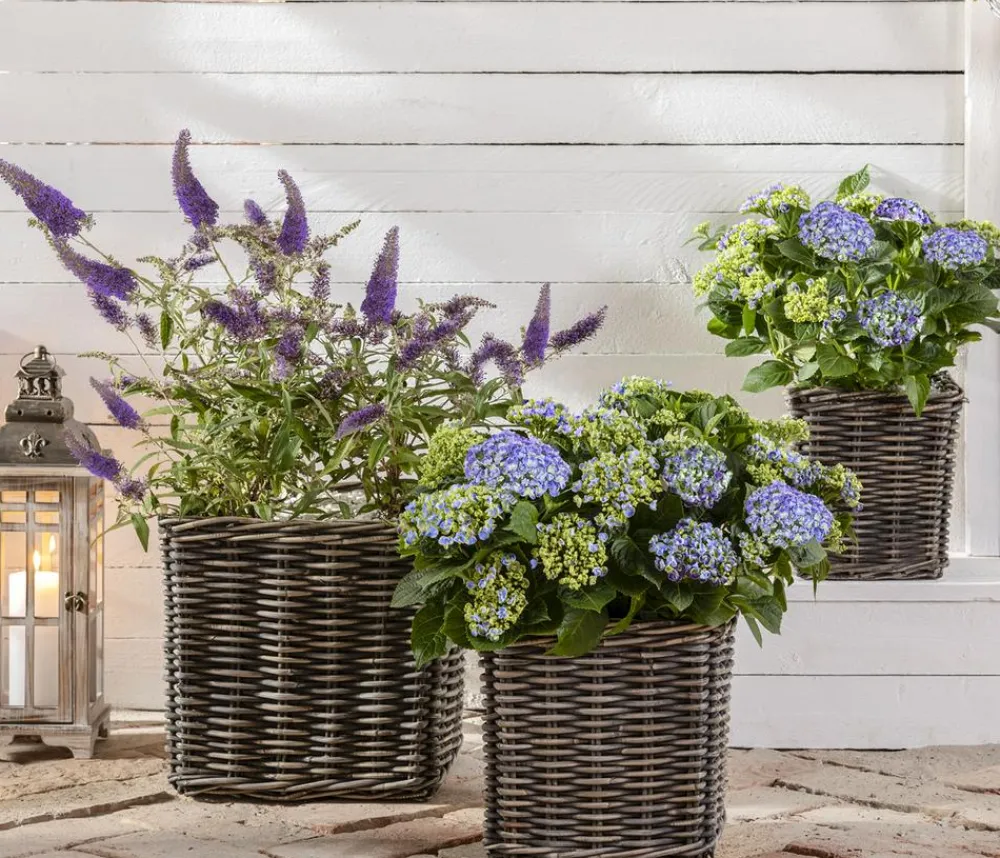 Dehner Bauern-Hortensie, ca. 30-40 cm Blau Online