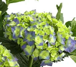 Dehner Bauern-Hortensie, ca. 30-40 cm Blau Online