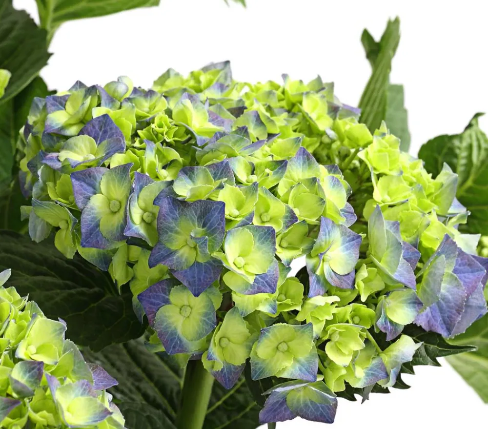 Dehner Bauern-Hortensie, ca. 30-40 cm Blau Online