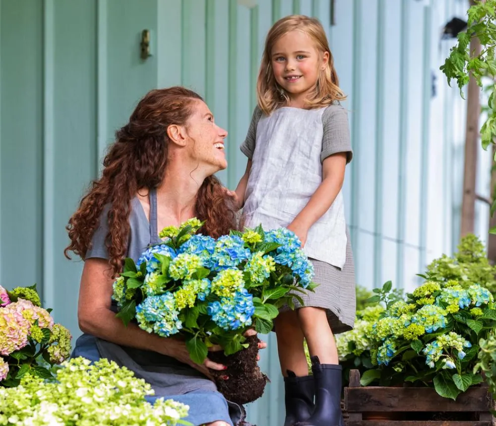 Dehner Bauern-Hortensie, ca. 30-40 cm Blau Online
