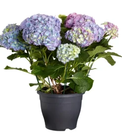 Dehner Bauern-Hortensie, ca. 40-50 cm Blau Outlet