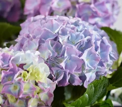 Dehner Bauern-Hortensie, ca. 40-50 cm Blau Outlet