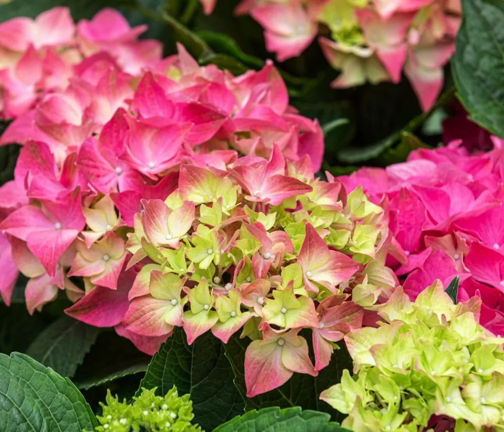 Dehner Winterharte Kübelpflanzen|Terrassenpflanzen - Bauern-Hortensie, ca. 30-40 cm Rosa