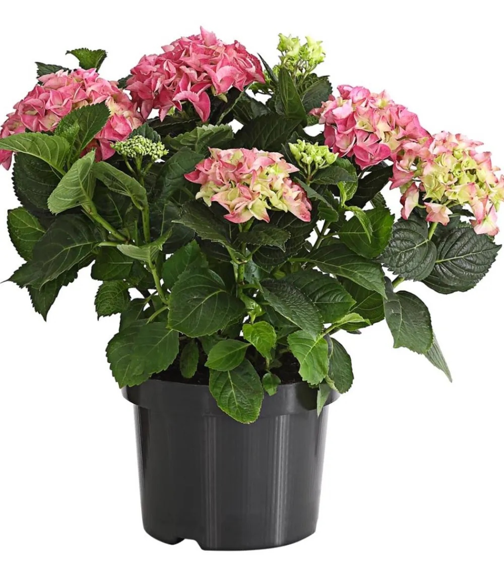 Dehner Winterharte Kübelpflanzen|Terrassenpflanzen - Bauern-Hortensie, ca. 30-40 cm Rosa