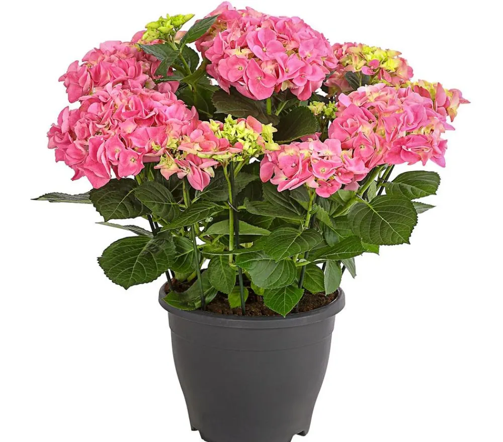 Dehner Winterharte Kübelpflanzen|Hortensien - Bauern-Hortensie, ca. 40-50 cm Rosa