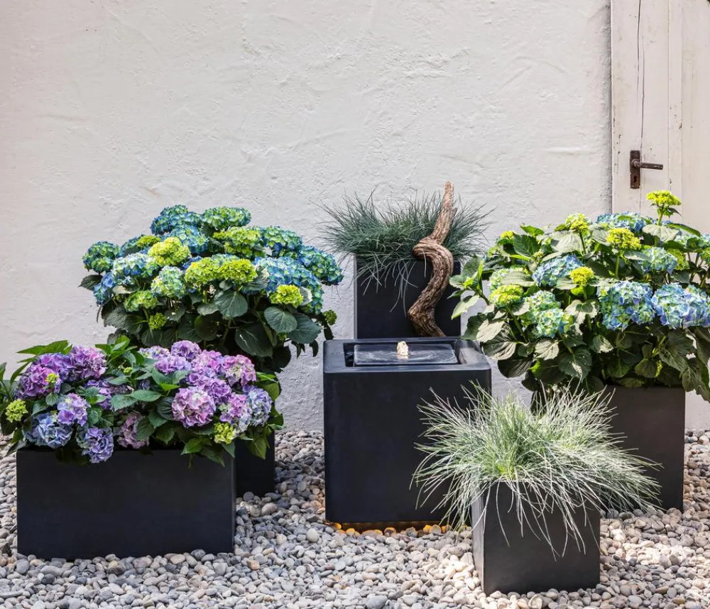 Dehner Winterharte Kübelpflanzen|Terrassenpflanzen - Bauern-Hortensie, ca. 15-25 cm Blau