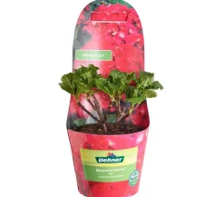 Dehner Winterharte Kübelpflanzen|Terrassenpflanzen - Bauern-Hortensie, ca. 15-25 cm Rot