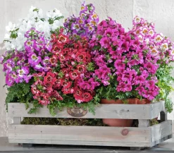Dehner Sommerblumen > Bauernorchidee, verschiedene Farben