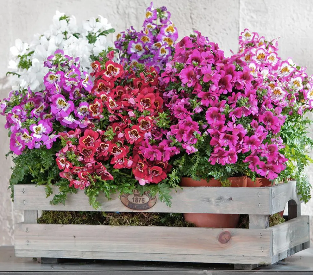 Dehner Sommerblumen > Bauernorchidee, verschiedene Farben