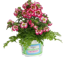Dehner Sommerblumen > Bauernorchidee, verschiedene Farben