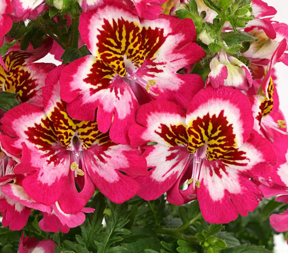 Dehner Sommerblumen > Bauernorchidee, verschiedene Farben