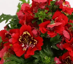 Dehner Sommerblumen > Bauernorchidee, verschiedene Farben