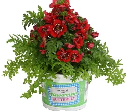 Dehner Sommerblumen > Bauernorchidee, verschiedene Farben
