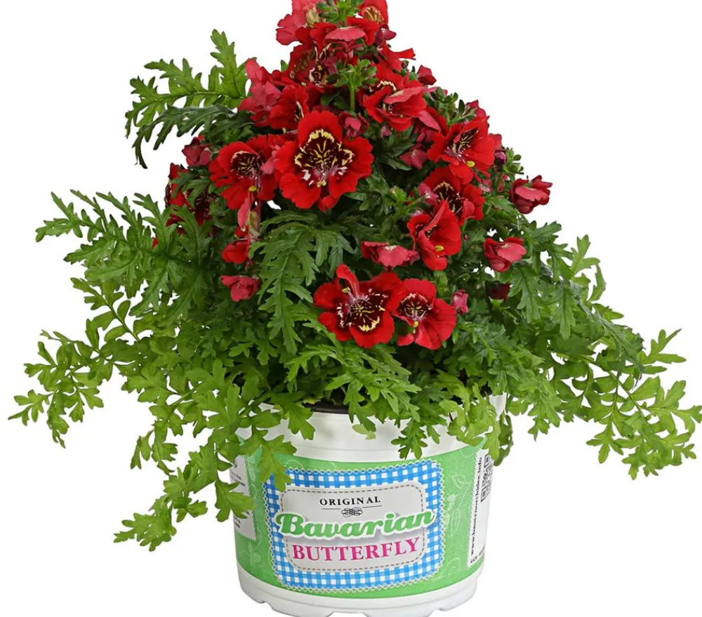 Dehner Sommerblumen > Bauernorchidee, verschiedene Farben