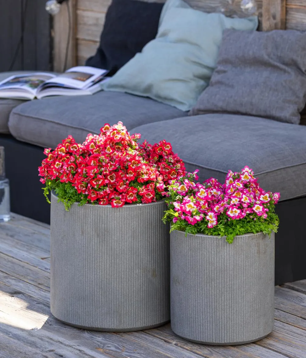 Dehner Sommerblumen > Bauernorchidee, verschiedene Farben