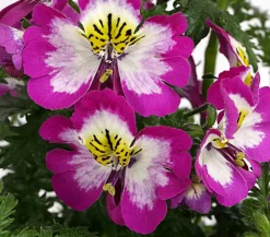 Dehner Sommerblumen > Bauernorchidee, verschiedene Farben